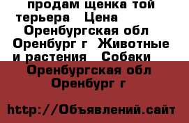 продам щенка той-терьера › Цена ­ 3 000 - Оренбургская обл., Оренбург г. Животные и растения » Собаки   . Оренбургская обл.,Оренбург г.